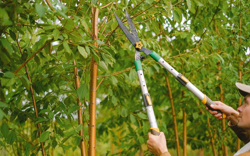 Tree trimming in Snow, OK