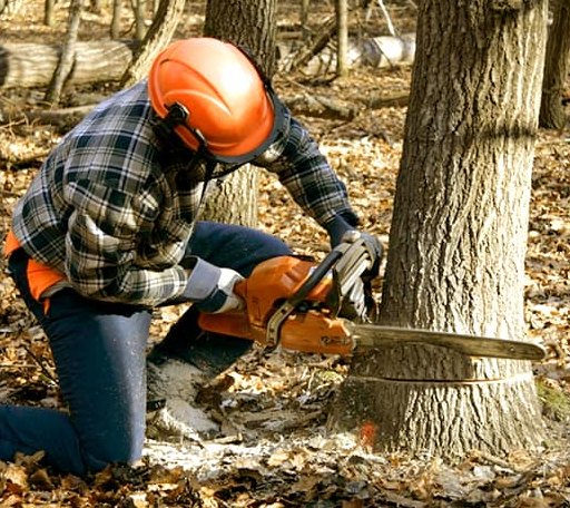 Tree Removal in Snow, OK